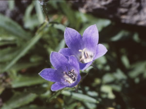 <i>Lasioglossum</i> (<i>Evylaeus</i>) <i>meakanense</i> Murao et Tadauchi (Halictidae, Mt. Meakan, Hokkaido, Japan)