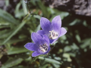 Lasioglossum (Evylaeus) meakanense Murao et Tadauchi (Halictidae, Mt. Meakan, Hokkaido, Japan)